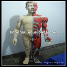 ISO 170cm Deluxe Full-Body Male Muscles Model with Internal Organ